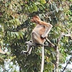 They are just naturally weird monkeys :)