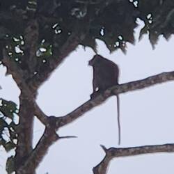 Macaque