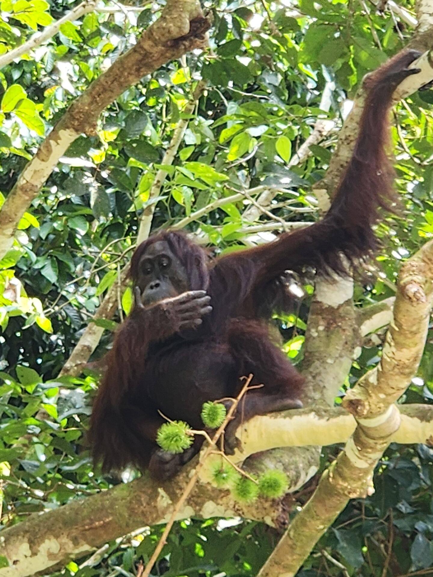 More orangutans!