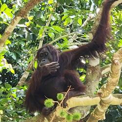 More orangutans!
