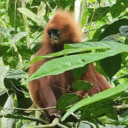 Red leaf monkey. Lucky to find!