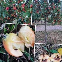 Zieräpfel bzw. Krilläpfel ( Malus)