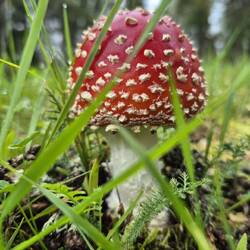 Immer ein Hinweis für Steinpilze.