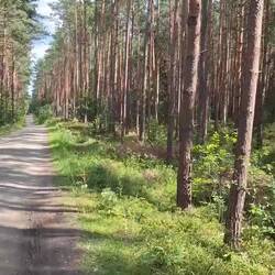 Wieder Wald