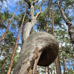 Verwunschener Baum