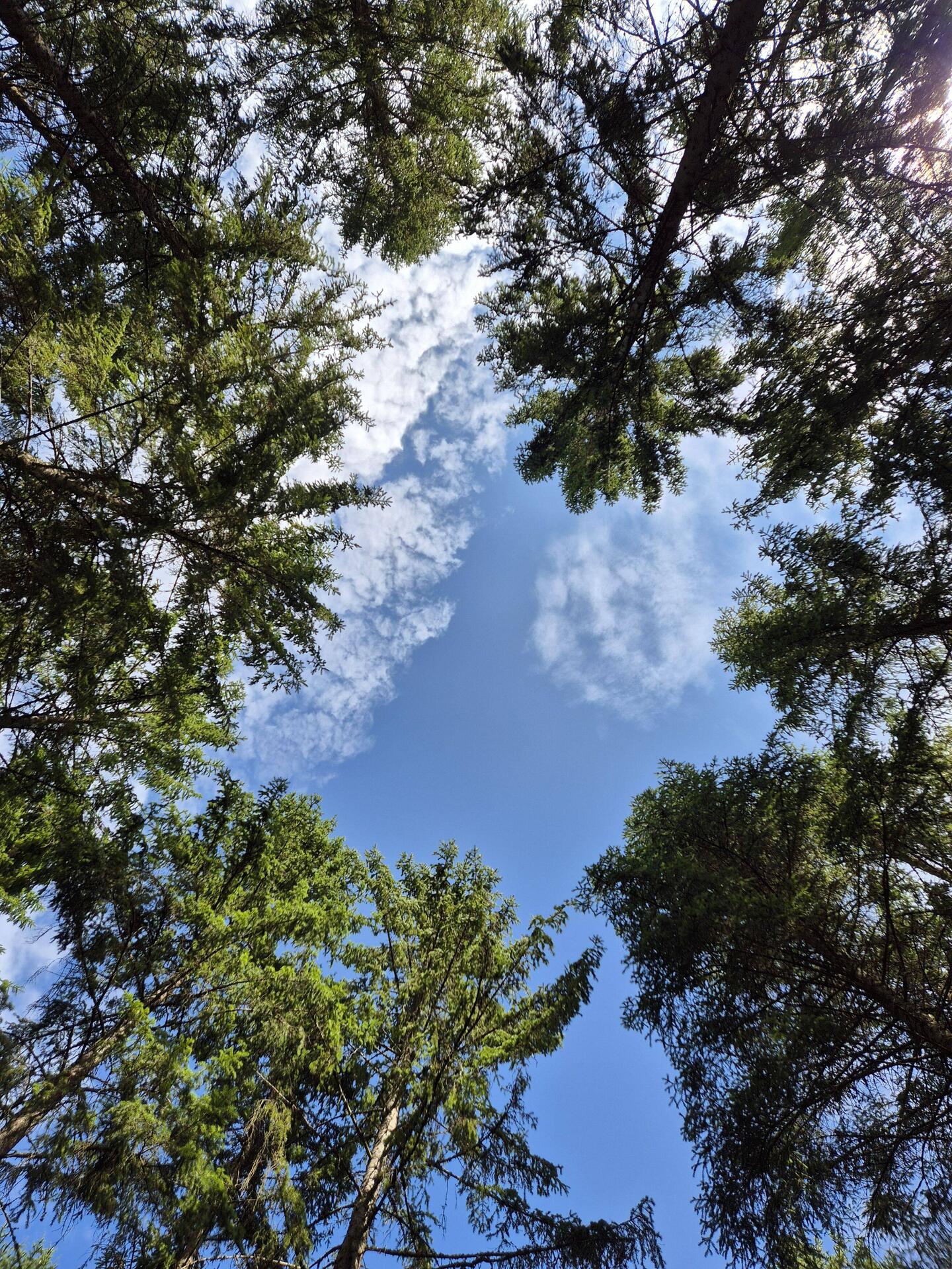 Schwedischer Wald