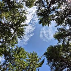 Schwedischer Wald