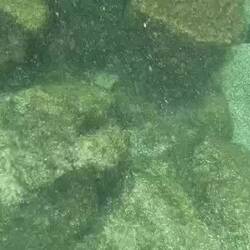 Moray Eel