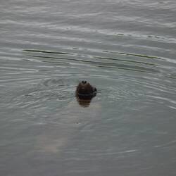 Sea lion eyeing us off as we arrived back at the dock