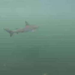 Baby Black-Tip Shark