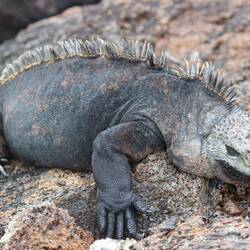 Male marine iguana