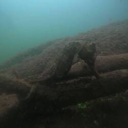Cool seahorse holding on to the mangrove roots
