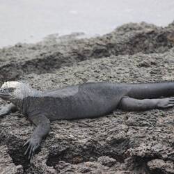 Female marine iguana