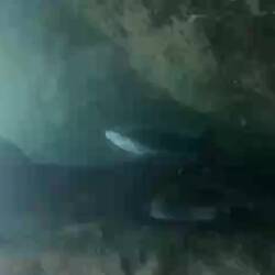 White tip sharks resting inside a cave