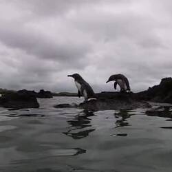 Seriously are these not the most adorable animals you've ever seen?