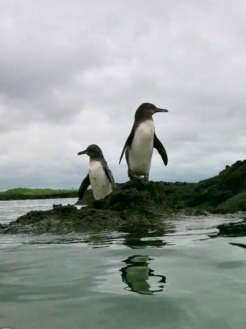 PENGUINS