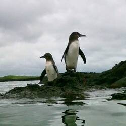 PENGUINS