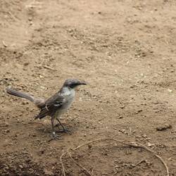 Galapagos Mockingbird