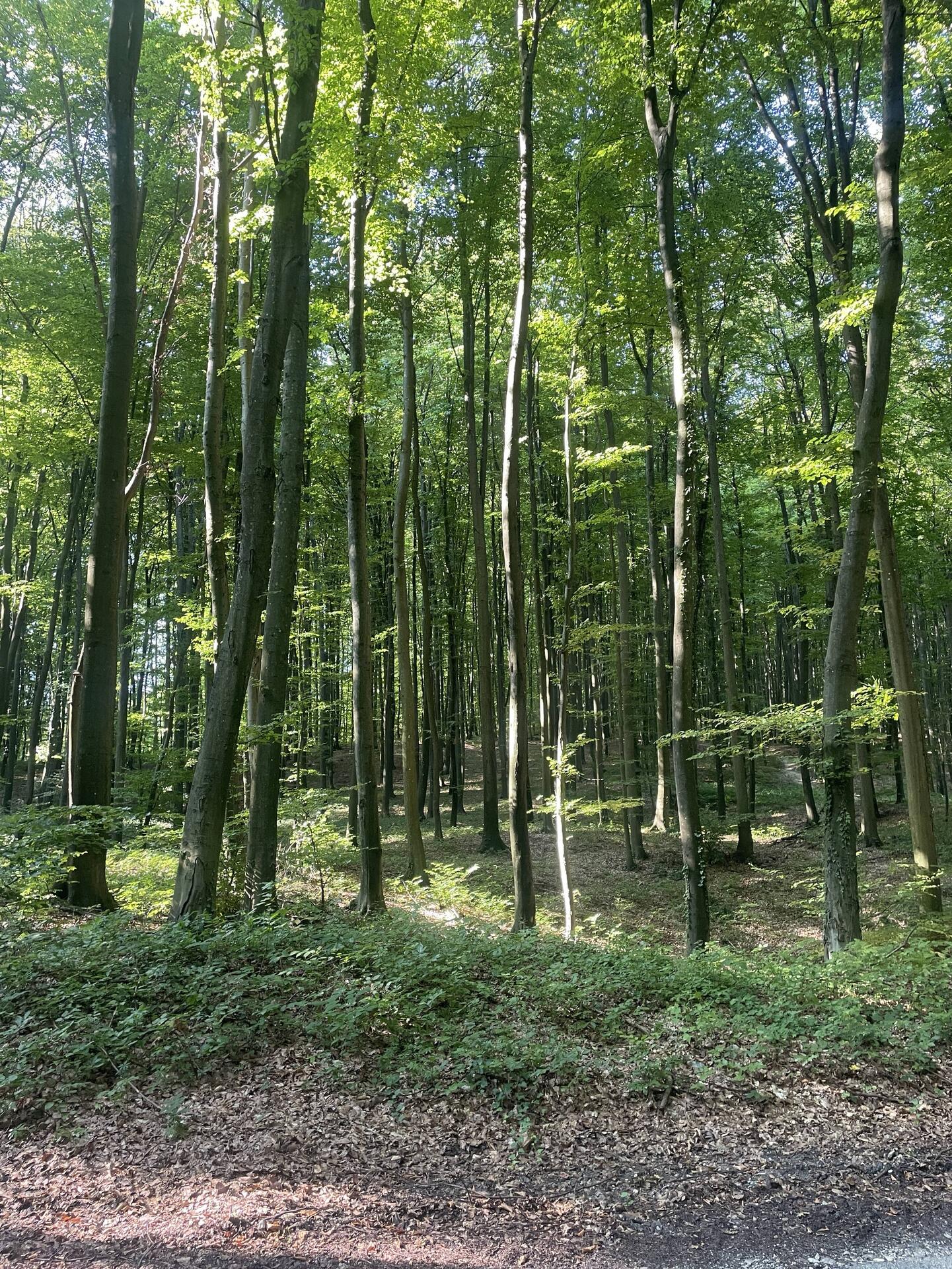 Lovely forest