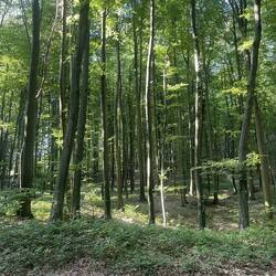 Lovely forest