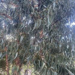 Eucalyptus!