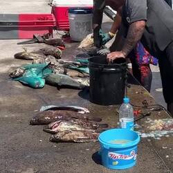 Verarbeitung des frischen Fischfangs