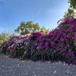 Wunderschöne Bougainvillea Hecke