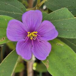 Melastomataceae