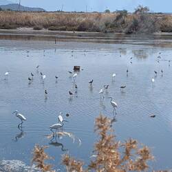 Not flamingos