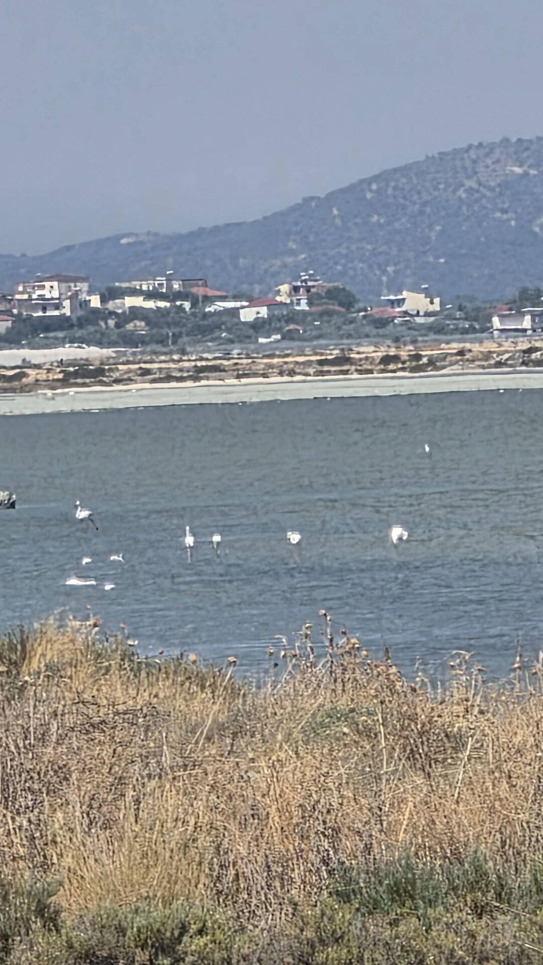 Flamingos!