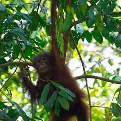 Baby Orangutan