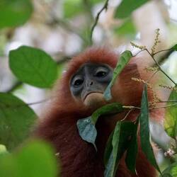 Maroon Langur