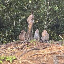 Long tailed Macaques