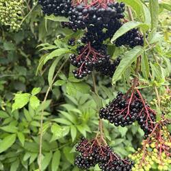 Beautiful, healthy elderberries. If I was home, I would pick these and dehydrate them.