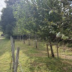 These are the trees