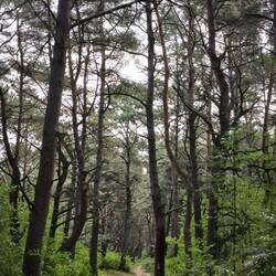 Waldweg