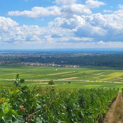 Von den Frankweiler Weinbergen schweift der Blick bis zum Schwarzwald.