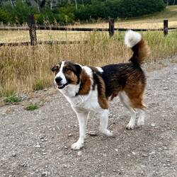 Wir wurden relativ lange von zwei süssen Hunden aus dem Dorf begleitet.
