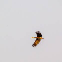 Storm's Stork