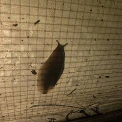 Tent slug