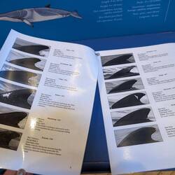Researchers identify whales by their dorsal fins and scars, which all look different.