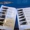 Researchers identify whales by their dorsal fins and scars, which all look different.