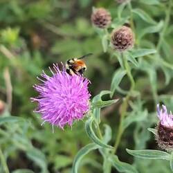 There were tons of cute orange-belted bumblebees
