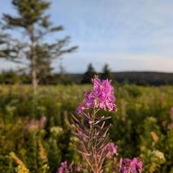 Fireweed