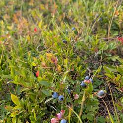 There were so many blueberries around. The black bears love them!