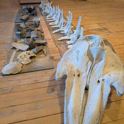Pilot whale skeleton