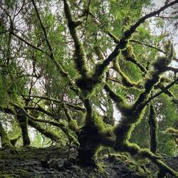 Im kalten Regenwald