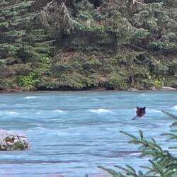 Suchbild - Bär beim Schwimmen