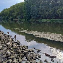 Neckar
