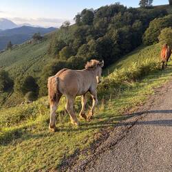 This small herd of horses was so pretty